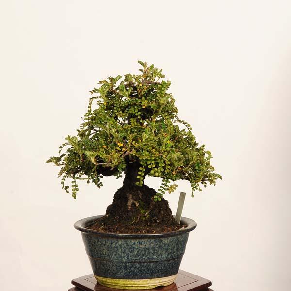 盆栽：磯山椒(いそざんしょう)現品*一点物 サンショウ Isozansyo