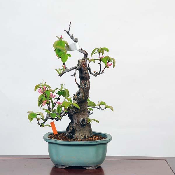 盆栽：花梨(かりん)*現品 カリン Pseudocydonia sinensis Karin bonsai