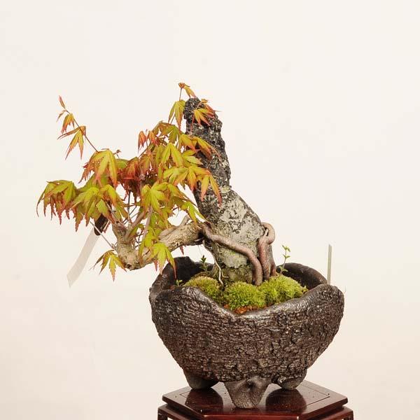 盆栽 ：山紅葉石付 現品*山もみじ モミジ Momiji bonsai 中品盆栽