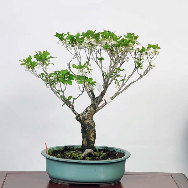 盆栽：つくもどうだんつつじ 現品*ツクモドウダンツツジ bonsai 中品