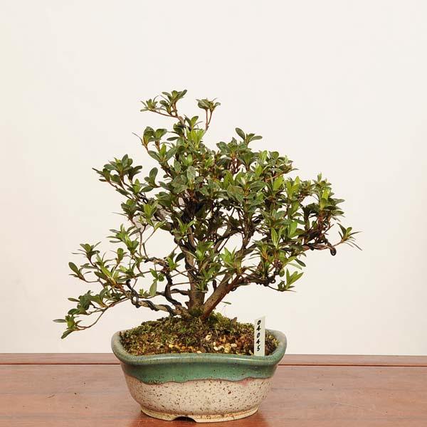 盆栽 ：皐月(菊姫)現品*一点物 さつき サツキ Rhododendron indicum