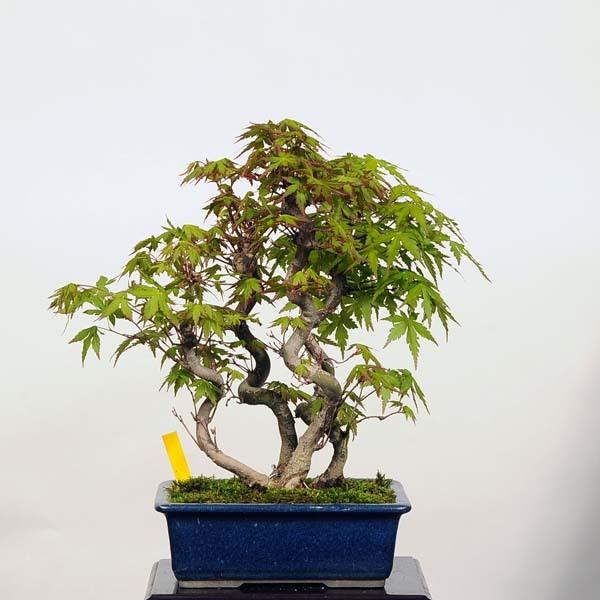 デ*ク様 山モミジ　モミジ　紅葉　盆栽　中品盆栽 中品盆栽：山紅葉 現品*もみじ モミジ Momiji 送料無料 : 遊恵盆栽
