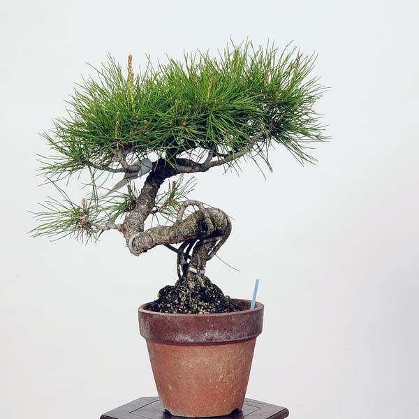 赤松 アカマツ　ミニ盆栽　 小品盆栽 赤松 アカマツ ミニ盆栽 小品盆栽 園芸ネット本店｜アカマツ（赤松