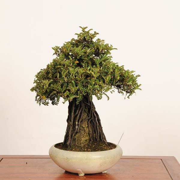 盆栽：磯山椒石付(いそざんしょう)現品*一点物 サンショウ Isozansyo