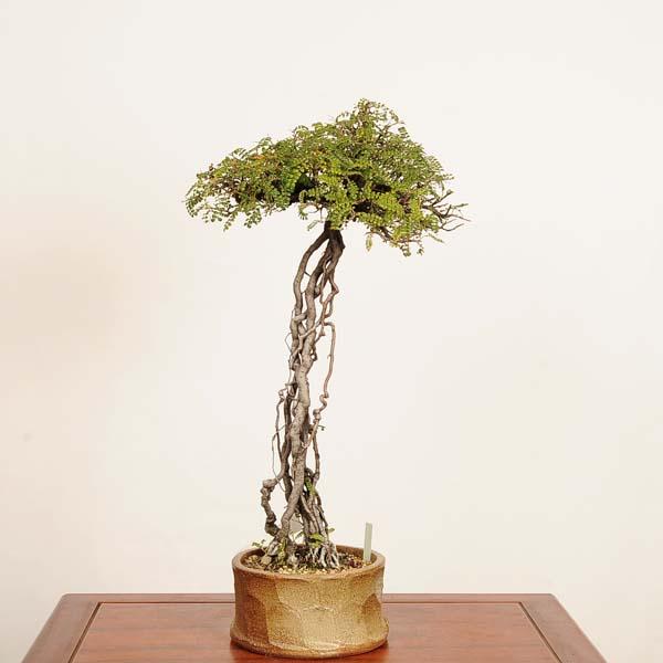 盆栽：磯山椒(いそざんしょう)現品 一点物*サンショウ Isozansyo