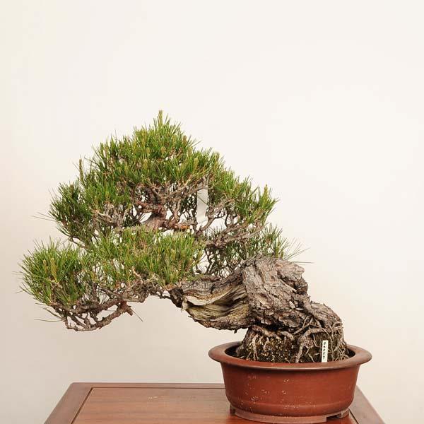 盆栽 特選：赤松（アカマツ）*現品 一点物 あかまつ Akamatsu bonsai
