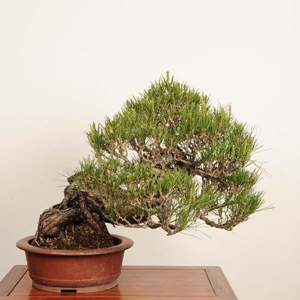 盆栽 特選：赤松（アカマツ）*現品 一点物 あかまつ Akamatsu bonsai