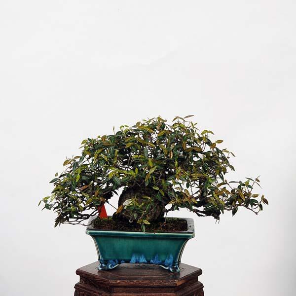盆栽 特選：縮緬葛（チリメンカズラ）　現品* ちりめんかずら　 Kazura bonsai 小品盆栽｜y-bonsai｜02