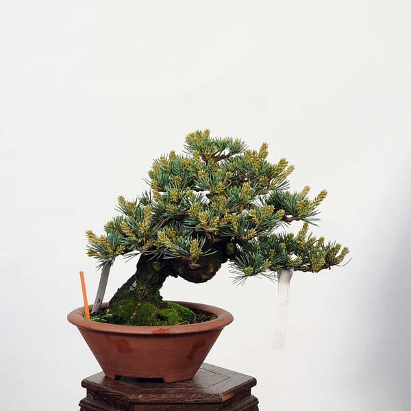 盆栽 特選：五葉松(雪月花)*現品 ごようまつ　ゴヨウマツ　Goyoumatsu bonsai 小品盆栽｜y-bonsai｜02