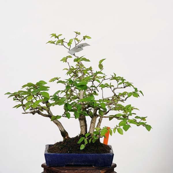 盆栽：岩四手(いわしで)　現品　*イワシデ　Carpinus turczaninovii　Iwashidei bonsai 中品盆栽｜y-bonsai｜02