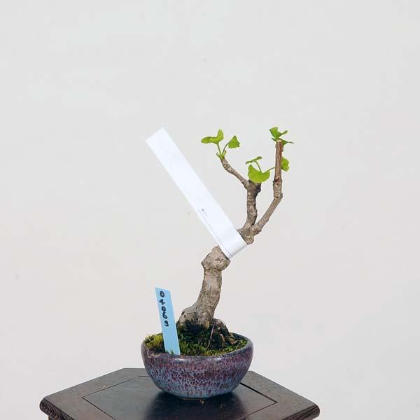 ミニ盆栽：銀杏(イチョウ・いちょう)現品*Icho : 遊恵盆栽 Yahoo!店