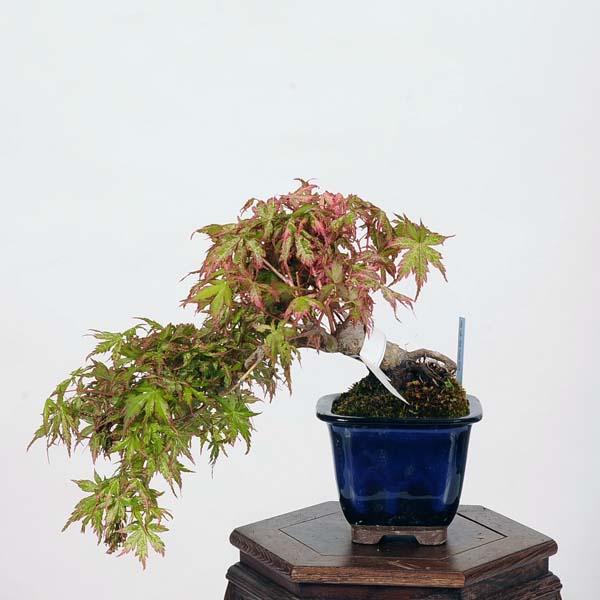 小品盆栽：鶴の舞紅葉 現品*つるのまいもみじ モミジ Momiji : 遊恵