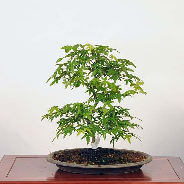 盆栽 ：青柳もみじ（アオヤギモミジ）現品*紅葉　Aoyagi-Momiji bonsai 中品盆栽｜y-bonsai｜02