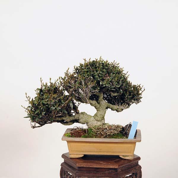 中品盆栽：特選縮緬かずら 現品* チリメンカズラ Kazura : 遊恵盆栽