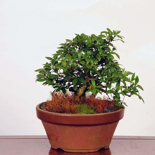 盆栽：皐月(日光)現品*さつき サツキ Rhododendron indicum Satsuki