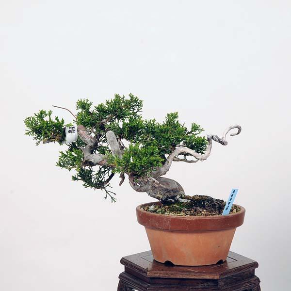 【新版】 小品盆栽：糸魚川真柏 現品*シンパク　しんぱく　Shinpaku 【1877553367】(12012円)