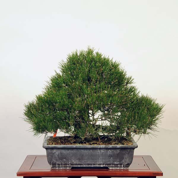 盆栽 特選：三河黒松* 現品 くろまつ クロマツ Kuromatsu bonsai 中品 