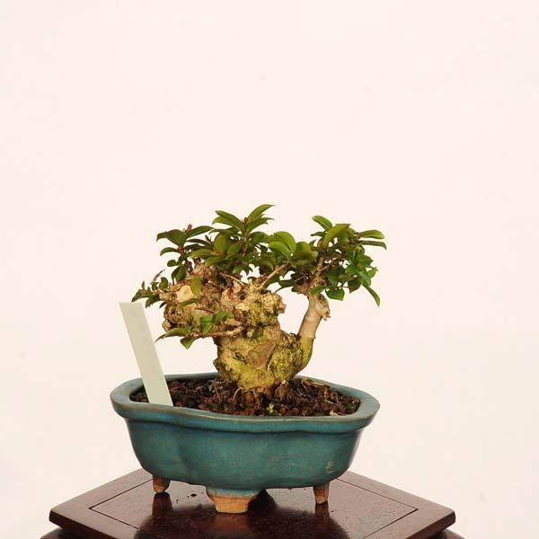 盆栽：姫百日紅*現品 一点物 さるすべり サルスベリ sarusuberi bonsai