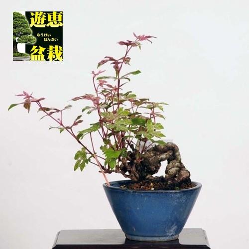 受賞店舗 小品盆栽 斑入り野ぶどう 現品 特典付き 送料無料 交換無料 Www Thedailyspud Com