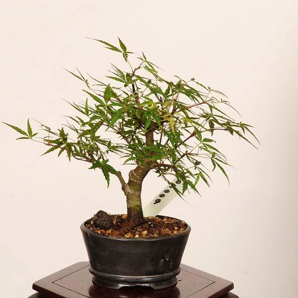 盆栽：長良川紅葉 現品*一点物 もみじ ナガラガワモミジ Momiji bonsai
