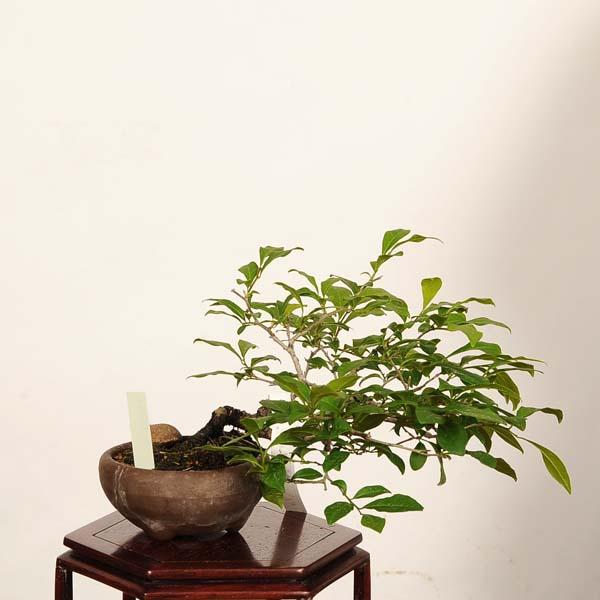 盆栽：老爺柿 現品*一点物 ろうや柿 ロウヤ柿 Diospyros rhombifolia