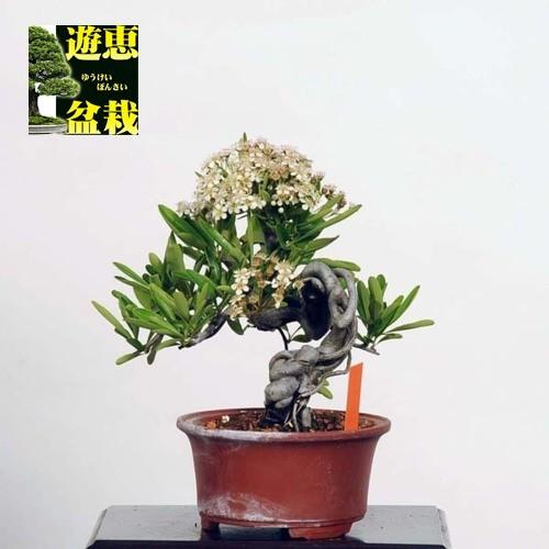 小品盆栽 ピラカンサ 現品 Pirakansa 特典付き 送料無料 v 遊恵盆栽 Yahoo 店 通販 Yahoo ショッピング