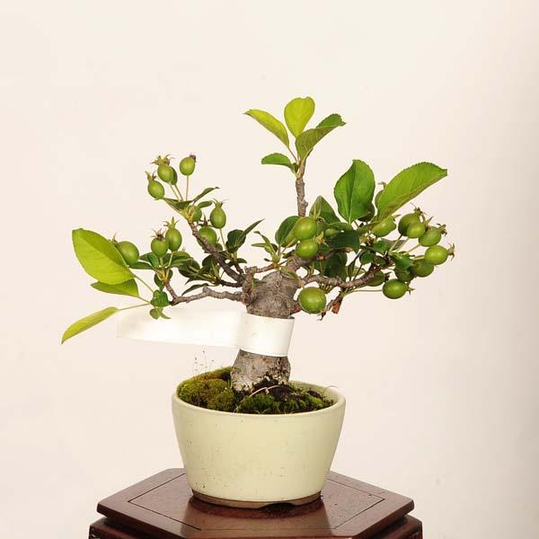 盆栽：姫津軽林檎（りんご・リンゴ）*現品 一点物 Malus domestica