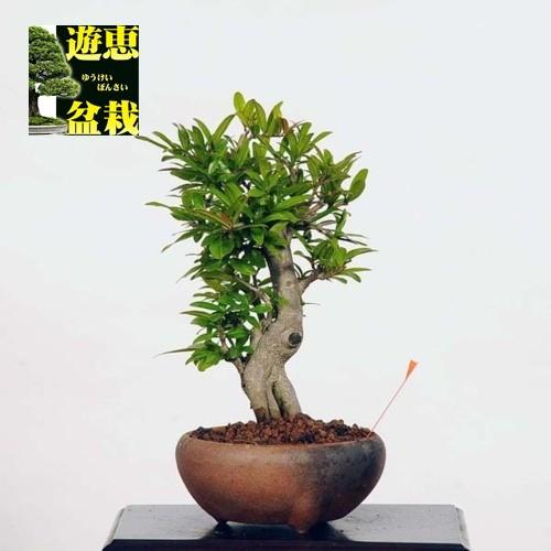 小品盆栽 花石榴 現品 ハナザクロ はなざくろ 特典付き 送料無料 v 遊恵盆栽 Yahoo 店 通販 Yahoo ショッピング