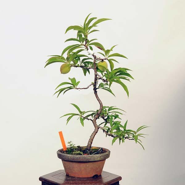 盆栽：すもも 現品*スモモ Prunus salicina Simomo bonsai 小品盆栽 : 遊恵盆栽 Yahoo!店 - 通販 ...
