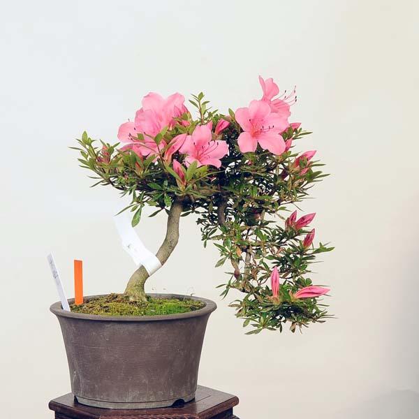 盆栽 特選：皐月(大盃)現品*さつき サツキ Rhododendron indicum