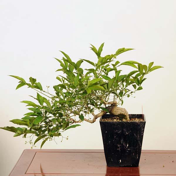 中品真弓盆栽 A 盆栽：真弓(まゆみ) 現品*マユミ Mayumi bonsai Euonymus