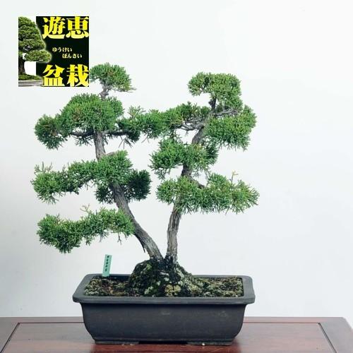 中品盆栽 真柏 送料無料 現品 現品 特典付き 特典付き