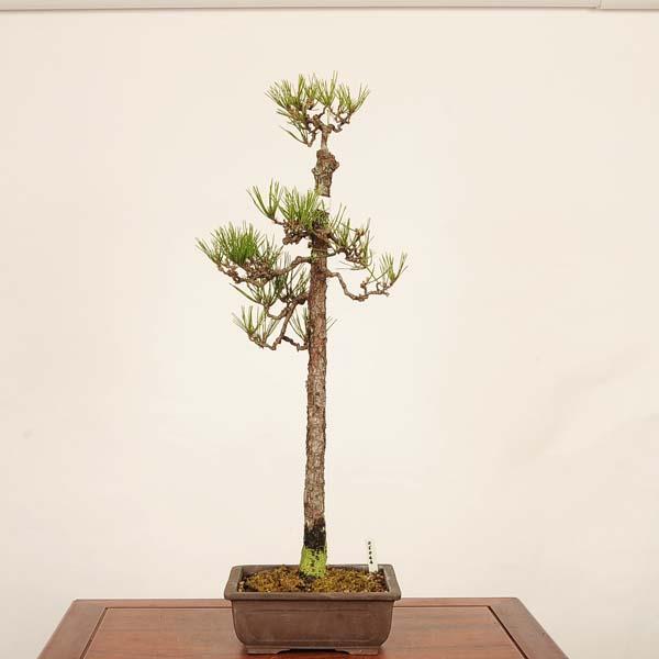 黒松。中品盆栽。 盆栽 ：三河黒松* 現品 一点物 くろまつ クロマツ Kuromatsu bonsai 中