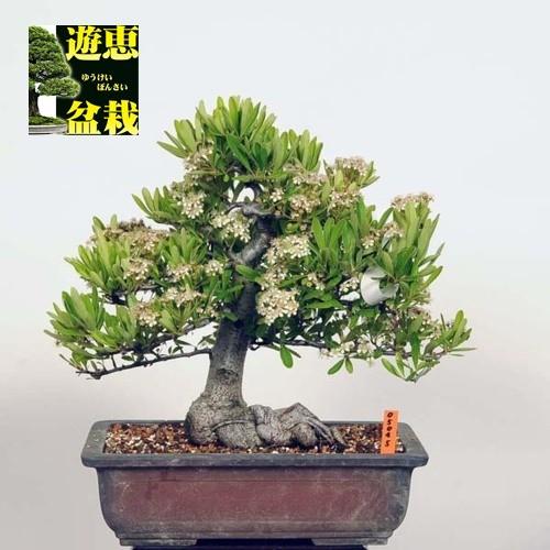 中品盆栽 ピラカンサ 現品 特典付き Pirakansa 送料無料 v 遊恵盆栽 Yahoo 店 通販 Yahoo ショッピング