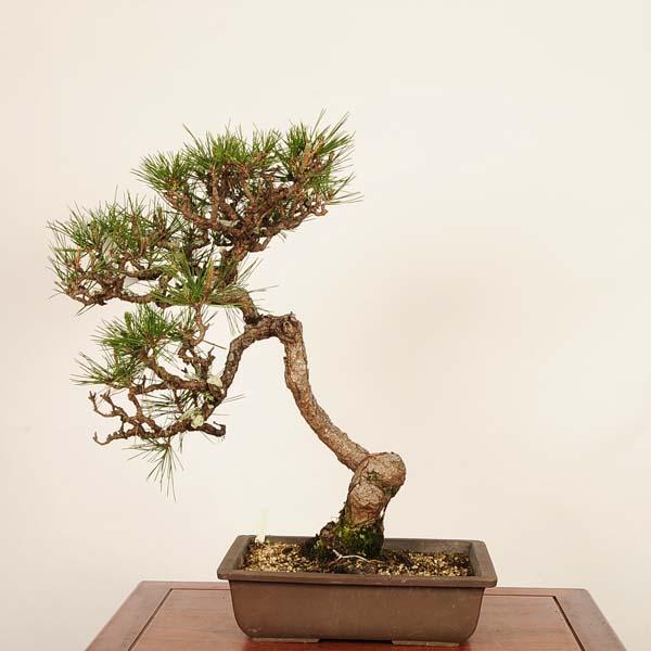 盆栽 ：三河黒松*(鉢カケ有) 現品 一点物 くろまつ クロマツ Kuromatsu 