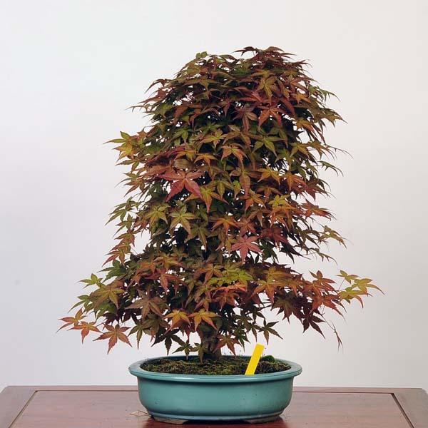 中品盆栽 出猩々もみじ 現品 特典付き もみじ モミジ Momiji 送料無料 21v 遊恵盆栽 Yahoo 店 通販 Yahoo ショッピング