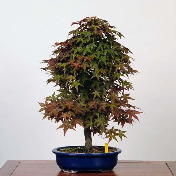 数量限定 中品盆栽 出猩々もみじ 現品 特典付き もみじ モミジ Momiji 送料無料 安心の定価販売 Zoetalentsolutions Com