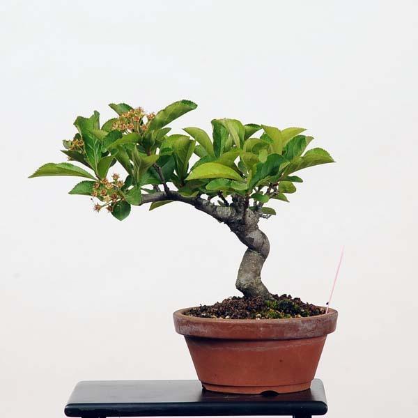 小品盆栽 かまつか 現品 カマツカ Kamatsuka 22vp 遊恵盆栽 Yahoo 店 通販 Yahoo ショッピング