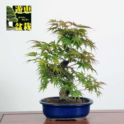 盆栽 出猩々もみじ 現品 特典付き モミジ紅葉momiji 19v 遊恵盆栽 Yahoo 店 通販 Yahoo ショッピング