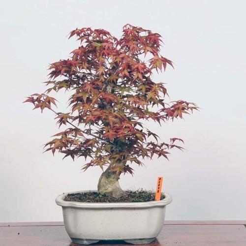 盆栽：紅千鳥もみじ（ベニチドリモミジ）【現品】*☆特典付き☆Benichidori-Momiji 商品情報