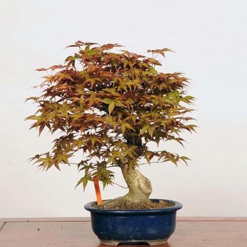 盆栽：紅千鳥もみじ（ベニチドリモミジ）【現品】*☆特典付き☆Benichidori-Momiji 商品情報