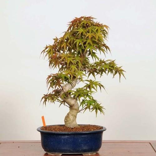 盆栽：紅千鳥もみじ（ベニチドリモミジ）【現品】*☆特典付き☆Benichidori-Momiji 商品情報