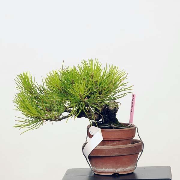 ミニ盆栽：三河黒松*現品 くろまつ　クロマツ　Kuromatsu