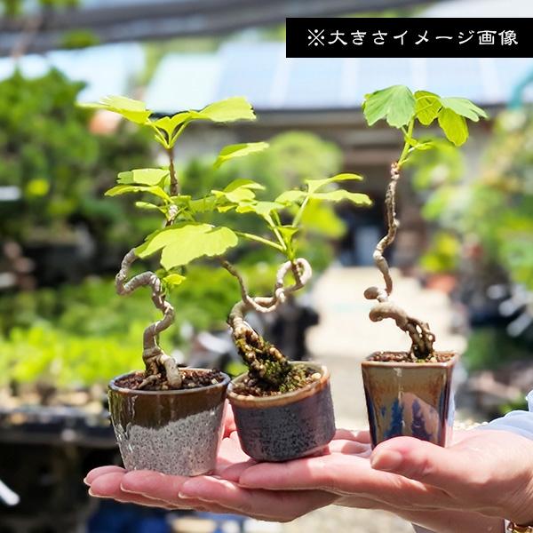 盆栽：楓 *現品 一点物 かえで カエデ Kaede bonsai Acer ミニ盆栽