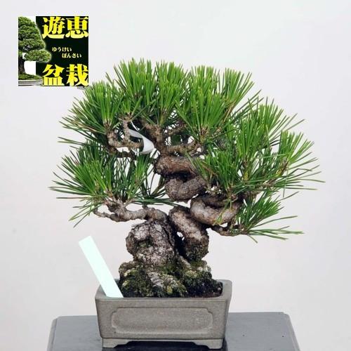 小品盆栽 三河黒松 現品 Kuromatsu 特典付き Pinus Thunbergii 19v 遊恵盆栽 Yahoo 店 通販 Yahoo ショッピング