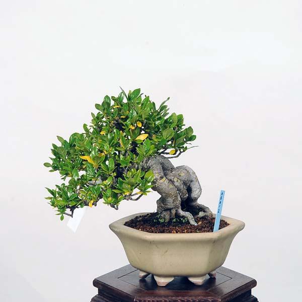 小品盆栽：特選実成くちなし現品*☆特典付き☆クチナシ Minarikuchinashi｜y-bonsai｜02