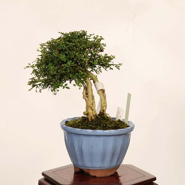 盆栽：姫黄梅 現品*一点物 おうばい オウバイ Jasminum nudiflorum