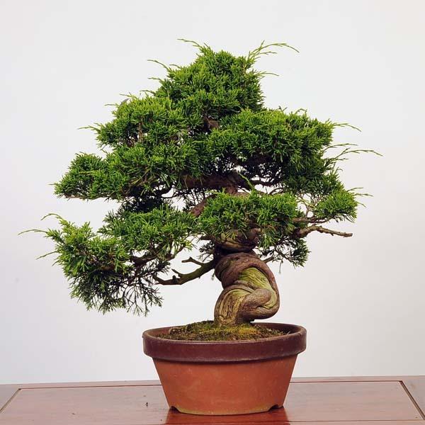 100 の保証 中品盆栽 特選糸魚川真柏 特典付き 現品 しんぱく シンパク Shinpaku 送料無料 海外最新 Pandas Com Br