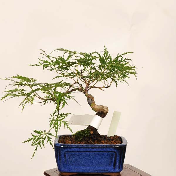 盆栽：エメラルドレース紅葉 現品*一点物 もみじ Momiji bonsai 小品