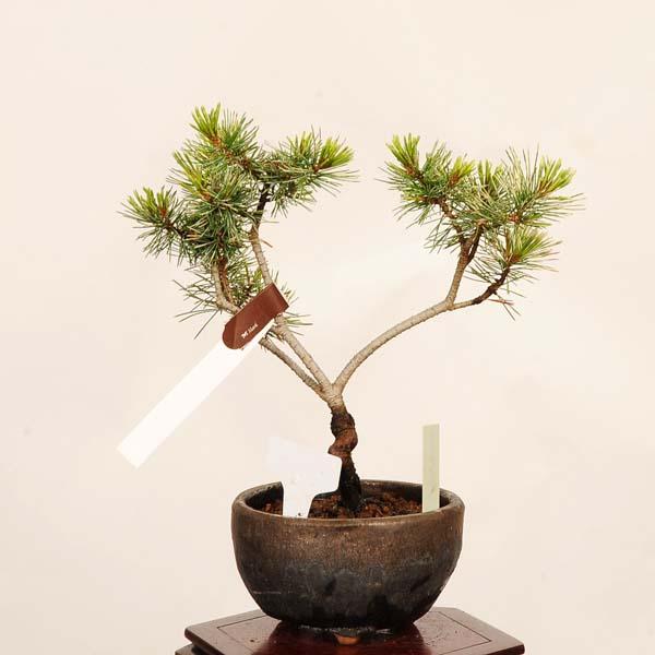盆栽：斑入五葉松(花火)*一点物 現品 ごようまつ ゴヨウマツ